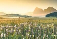 新浪足球及时比分直播-新浪足球及时比分直播，球迷的实时战场，激情与数据的交响曲