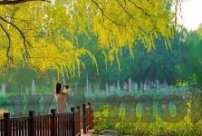 足球001比分-探秘足球001比分，绿茵场上的数据密码