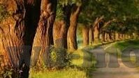 足球比分及时网-足球比分及时网，球迷的实时信息枢纽与激情共享平台
